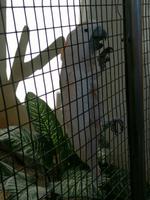 Vogelpark Kuala Lumpur Malaysia