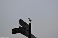 Silvester in Rotterdam-187