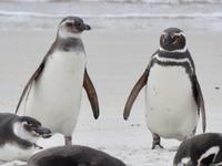 Pinguine