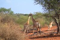 Giraffen (24)