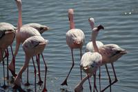 Flamingos Walvis Bay (7)
