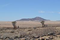 Köcherbaum Wald (2)