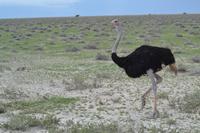 Tiere im Etosha Nationalpark (1)