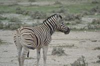 Tiere im Etosha Nationalpark (37)
