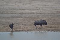 Tiere im Etosha Nationalpark (45)