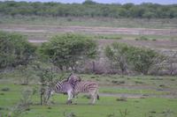 Tiere im Etosha Nationalpark (79)