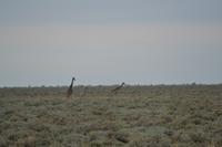 Tiere im Etosha Nationalpark (94)