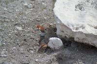 Tiere im Etosha Nationalpark (138)