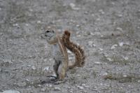 Tiere im Etosha Nationalpark (143)