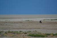 Tiere im Etosha Nationalpark (158)