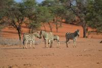 Tiere und Natur der Kalahari (2)