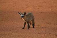 Tiere und Natur der Kalahari (12)
