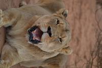 Tiere und Natur der Kalahari (14)