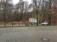 Blick in den Wald