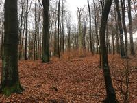 Der Bernauer Wald