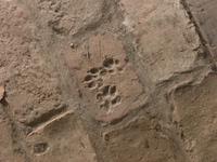 Fußspuren in den Klostermauern