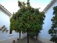 Silvesterreise Sevilla - Jerez de la Frontera, Sherryverkostung bei González Byass