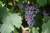 Südafrika - Stellenbosch - Wein