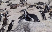 Südafrika - Boulders Beach