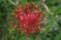 Südafrika - Kapstadt - Botanischer Garten Kirstenbosch