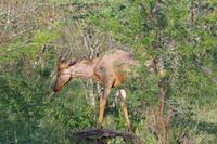 eSwatini - Mkhaya Wildreservat 