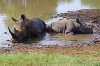 eSwatini - Mkhaya Wildreservat 