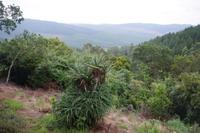 Südafrika - Misty Mountain