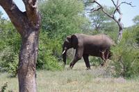 Südafrika - Timbavati Wildreservat