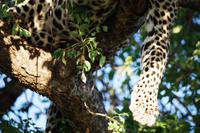 Südafrika - Timbavati Wildreservat