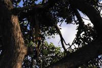 Südafrika - Timbavati Wildreservat