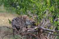 Südafrika - Timbavati Wildreservat