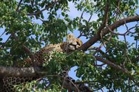 Südafrika - Timbavati Wildreservat