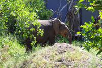 Südafrika - Simbavati River Lodge