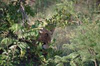 Südafrika - Timbavati Wildreservat