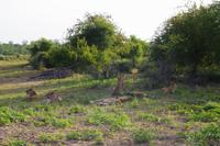 Südafrika - Timbavati Wildreservat