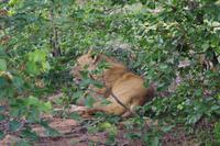 Südafrika - Timbavati Wildreservat