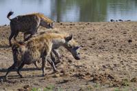 Südafrika - Timbavati Wildreservat