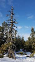 Tschechische Republik, Riesengebirge, Pec pod Snezkou, Wanderung zur Schneekoppe
