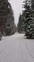 Tschechische Republik, Riesengebirge, Janske Lazne, Wanderung zum Baumwipfelpfad