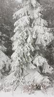 Tschechische Republik, Riesengebirge, Janske Lazne, Winterwald