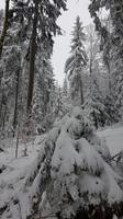 Tschechische Republik, Riesengebirge, Janske Lazne, Wanderung zur Modrokamenna Baude