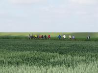 Radgruppe auf Nordstrand