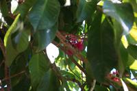 Blüten des Pomarrosa-Baums