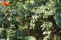 Afrikanischer Tulpenbaum in der Sierra de Escambray