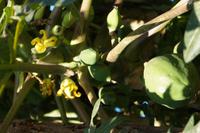 Papaya-Blüte. Papaya heißt auf Kuba 