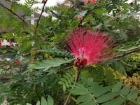 Die Falkenklinik hat sehr schöne Grünanlagen, die liebevoll gepflegt werden, Abu Dhabi