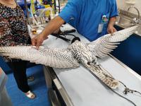 Die Flügelspanne kann bis zu eineinhalb Meter betragen