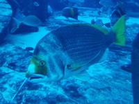 Auf Tuchfühlung mit den Meeresbewohnern, Aquarium des Atlantis Hotels in Dubai