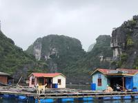 Schwimmendes Dorf - Floating Village - Halong Bucht