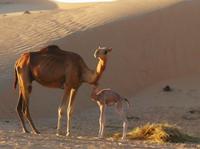 Auf der Fahrt ins Camp sehen wir Kamele am Straßenrand, bei Dubai